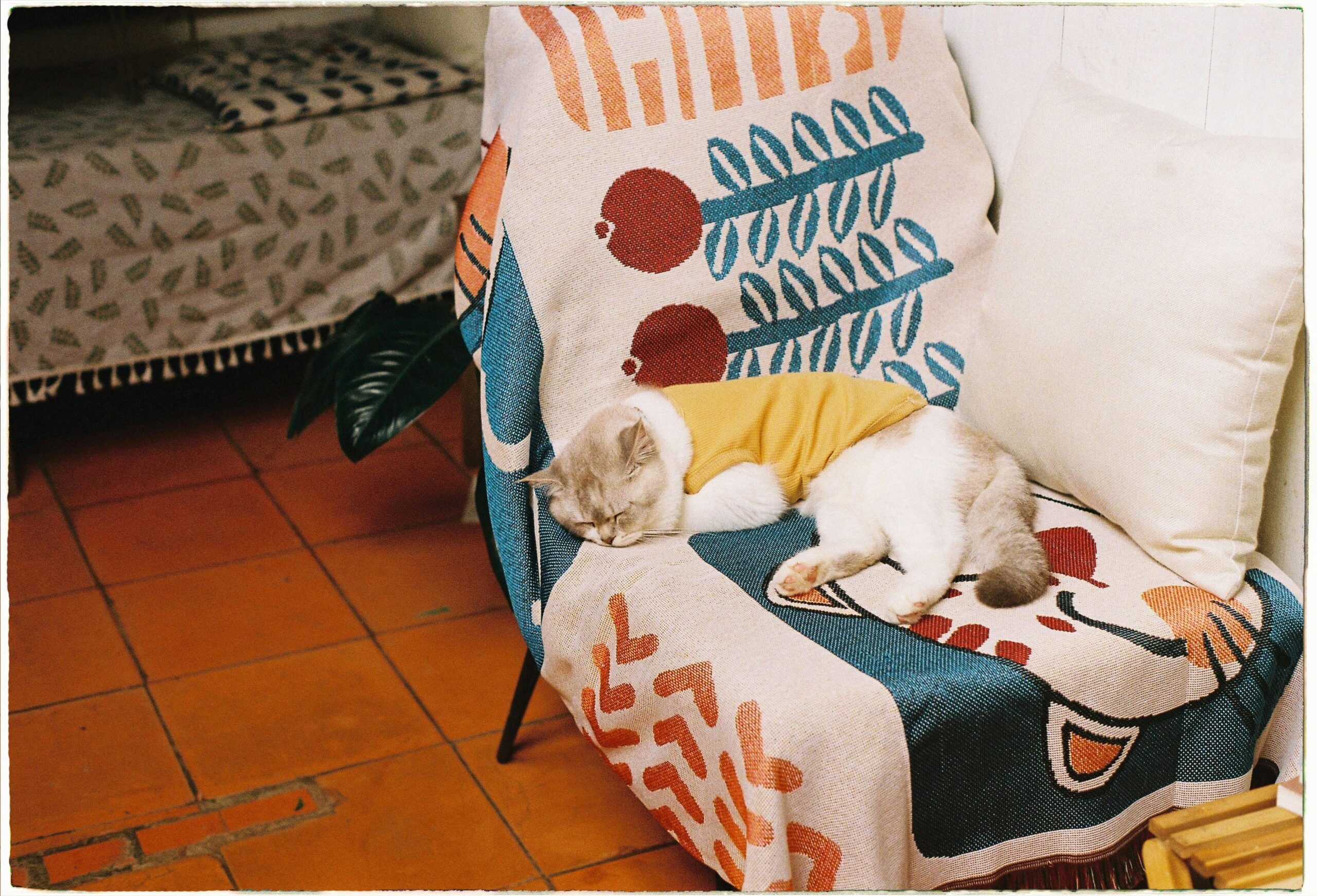 From Taurus to Leo: Which Astro-Pet Do You Live With?